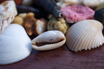 Sea shells on the table