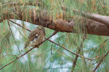 Asian Barred Owlet (Glaucidium cuculoides) perching on a branch in a beach forest. Copy space wallpaper.