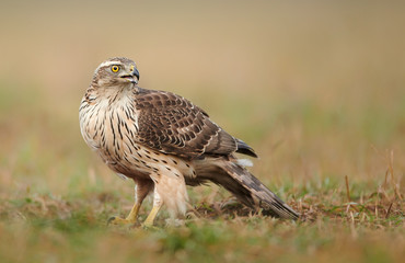 Northern goshwak (Accipiter gentilis) close up
