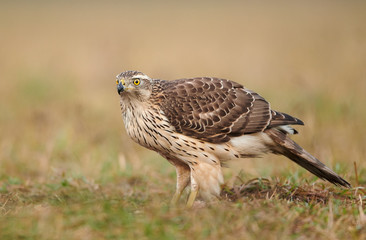 Northern goshwak (Accipiter gentilis) close up