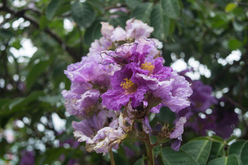 Purple tropical flowers on the tree