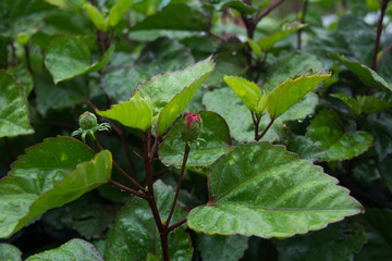 Green bushes of roses after rain
