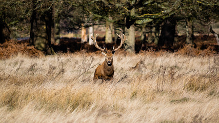 Deer