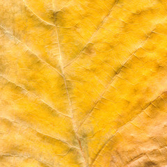 Closeup texture of an old yellow dry autumn leaf.