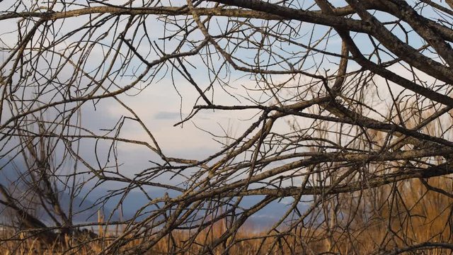 slow otion texture shot of erratic branches reaching out over beautiful canadian winter landscape 