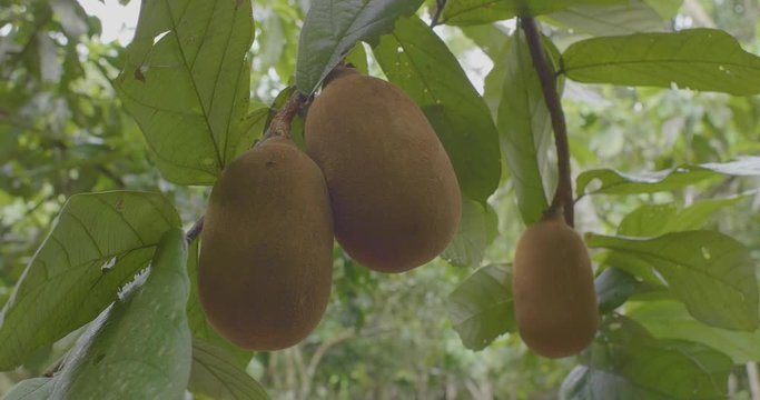 Cupuacu (Theobroma grandiflorum), Super Amazonian Fruit with Extraordinary Nutritional and Cosmetic Properties.