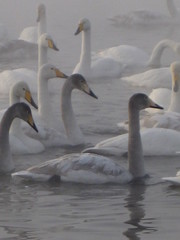 Whooper swans Altai Russia