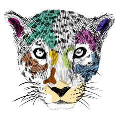 sketch colorful cheetah heads in pop art style © Kebon doodle