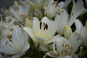 Fototapeta na wymiar White lilies background