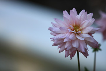 Close up beautiful pink yellow Dahlia flower on nature background in garden,Focus Single flower,Delicate beauty of close-up dahlia