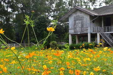 wooden house with yellow flowers 