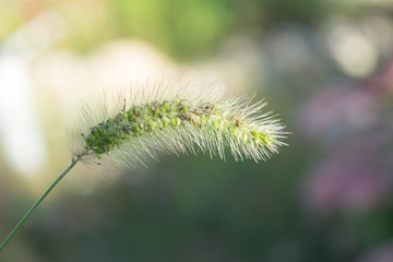 Obraz premium Wild green spike. Herb. Macro plant. Floral background