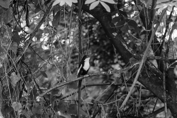 beautiful bird in nature