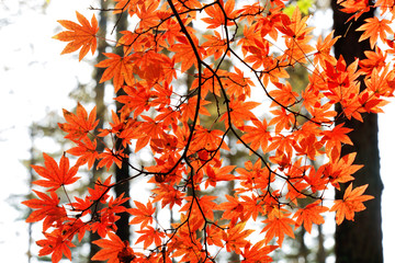 カラマツ林の中のカエデの紅葉