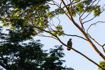 beautiful bird in nature