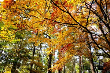 カラマツ林の中のカエデの紅葉