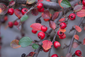 Wild red berries on the branch. Beautiful background with berries.
