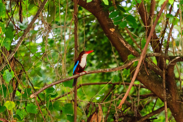 beautiful bird in nature
