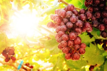 Red grapes are ready to be harvested to make wine.