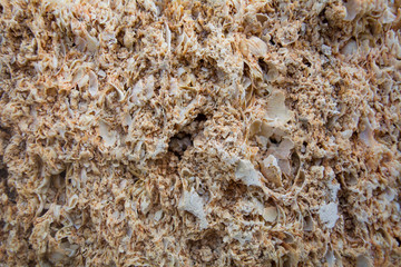 Coquina brick, Shell texture. Coquina timber. Limestone background.