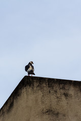 beautiful bird in nature