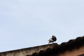 beautiful bird in nature