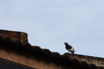 beautiful bird in nature