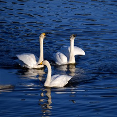 Fototapeta premium 羽や嘴についた水滴が、朝日を浴びてキラキラ。冬の朝のオオハクチョウ羽ばたき。日本、千葉県、2019年
