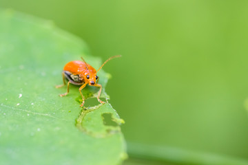 orange beetle in nature