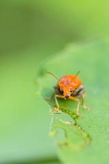 orange beetle in nature