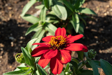 真っ赤なジニア（百日草）