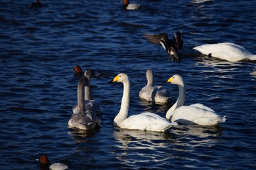 羽や嘴についた水滴が、朝日を浴びてキラキラ。冬の朝のオオハクチョウ家族。日本、千葉県、2019年