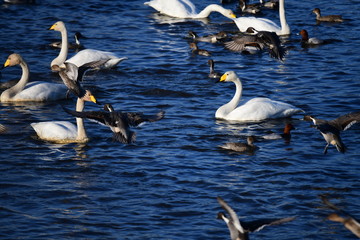急げ。のんびりしている暇はありません。冬の朝のオオハクチョウ、カモたち。日本、千葉県、2019年