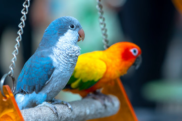 Lovebird parrots sitting together. This birds lives in the forest and is domesticated to domestic animals
