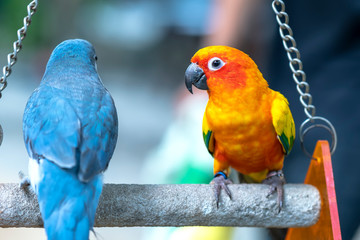 Obraz premium Lovebird parrots sitting together. This birds lives in the forest and is domesticated to domestic animals
