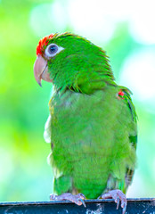The colorful parrot is relaxing on the fence. This lovebird lives in the forest and is domesticated to domestic animals