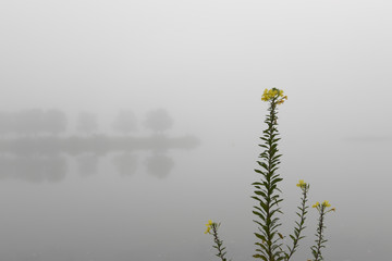 Sundrop wildflowers in the fog with lake and trees in background
