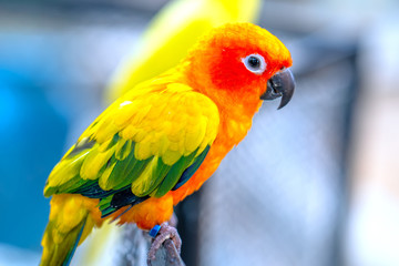 The colorful parrot is relaxing on the fence. This lovebird lives in the forest and is domesticated to domestic animals