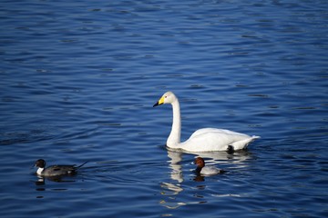 単独で行動しているオオハクチョウにホシハジロが伴走しています。日本、千葉県、2019年