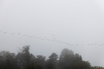 Geese flying over trees in the fog