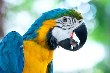 Portrait colorful Macaw parrot on a branch. This is a bird that is domesticated and raised in the home as a friend