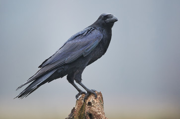 Raven (Corvus corax) close up