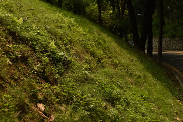 Obraz premium the green grass on a slope and the trees at the far end, shot in a university campus in shenzhen china