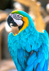 Portrait colorful Macaw parrot on a branch. This is a bird that is domesticated and raised in the home as a friend