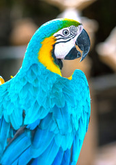 Portrait colorful Macaw parrot on a branch. This is a bird that is domesticated and raised in the home as a friend