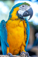 Portrait colorful Macaw parrot on a branch. This is a bird that is domesticated and raised in the home as a friend