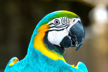 Portrait colorful Macaw parrot on a branch. This is a bird that is domesticated and raised in the home as a friend