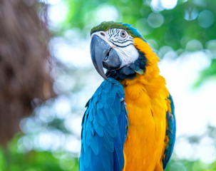 Portrait colorful Macaw parrot on a branch. This is a bird that is domesticated and raised in the home as a friend