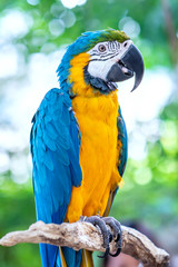 Portrait colorful Macaw parrot on a branch. This is a bird that is domesticated and raised in the home as a friend