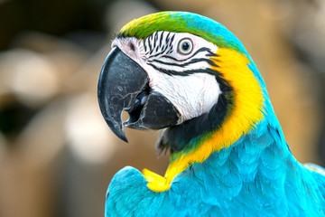 Portrait colorful Macaw parrot on a branch. This is a bird that is domesticated and raised in the home as a friend